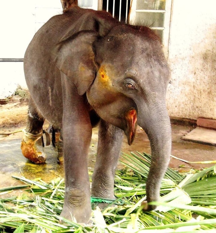 Some happy baby elephants at Yala National Park, Sri Lanka. Young Asian  elephants are reported to stand soon after birth. After several months, the  calf begins to eat grass and foliage. It