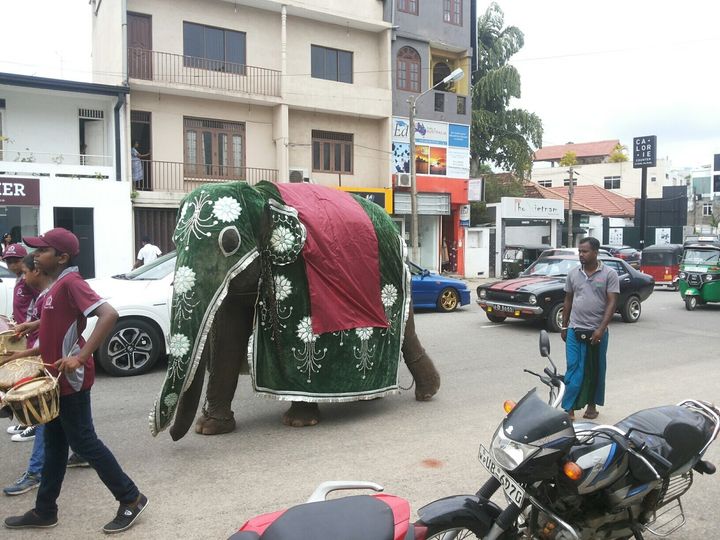 An elephant is illegally used for a school parade in the city limits of Colombo in May 2016.