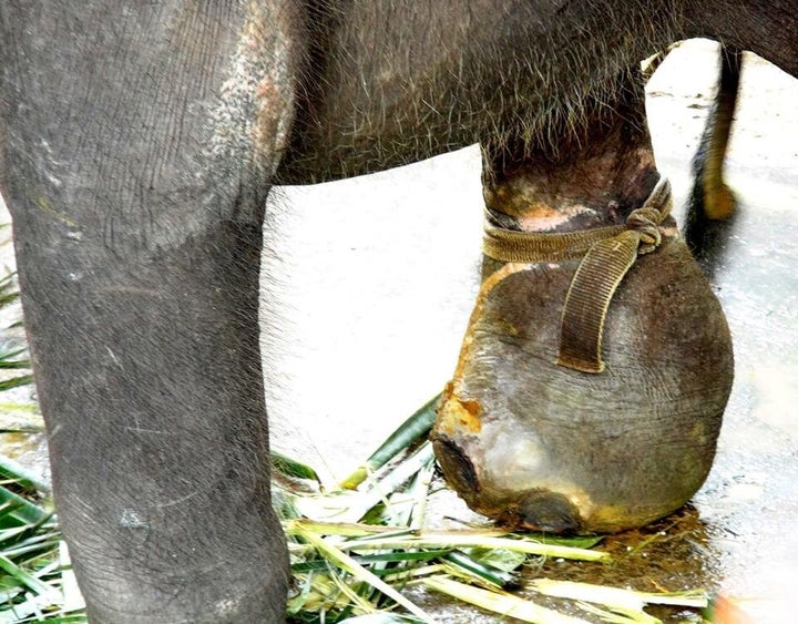 Some happy baby elephants at Yala National Park, Sri Lanka. Young Asian  elephants are reported to stand soon after birth. After several months, the  calf begins to eat grass and foliage. It