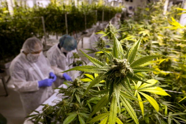 Production staff harvest marijuana plants inside the flowering room at Harvest One Cannabis Inc. in Duncan, B.C., on Fri., August 4, 2017.