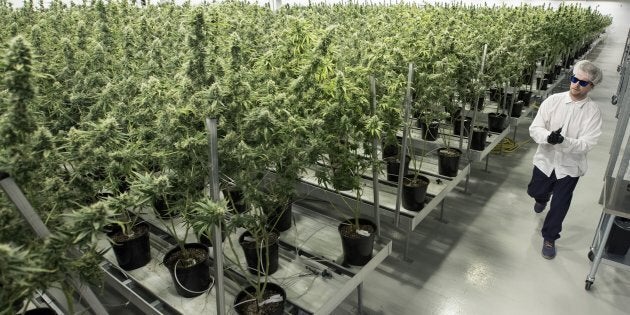 Tweed employee Ryan Harris works inside the flowering room at Tweed Inc. in Smith Falls, Ontario, on December 5, 2016. The facility is owned by Canopy Growth, Canada's largest medical marijuana producer.