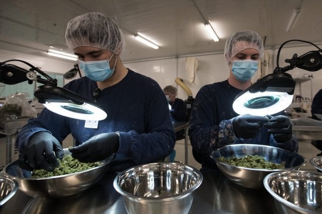 Employees look over medical marijuana buds at Tweed Inc. in Smith Falls, Ont., on Dec. 5, 2016. The facility is owned by Canopy Growth, Canada's largest medical marijuana company.