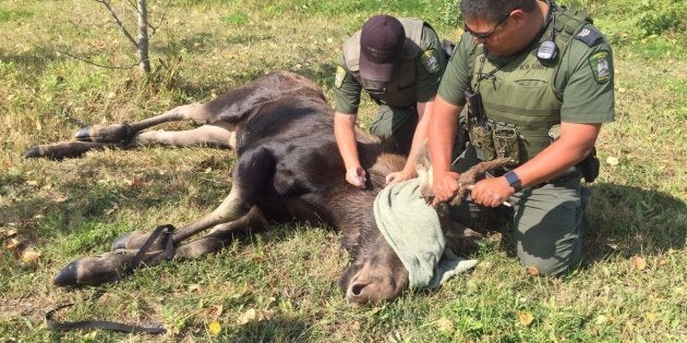 A moose that was wandering around Winnipeg for days has died.