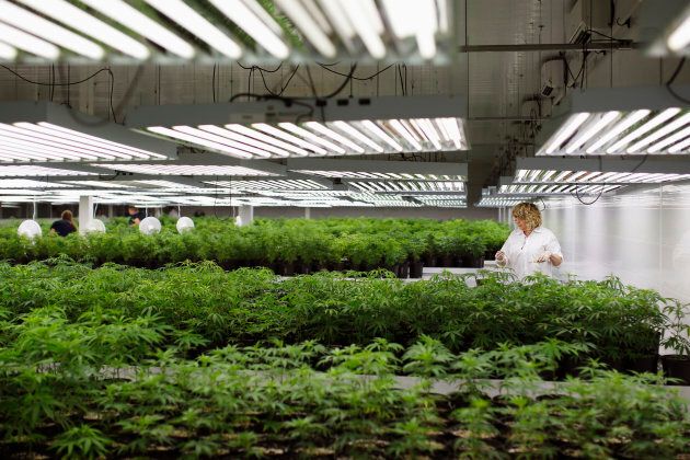 Marijuana plant clones at an Ontario cannabis farm.