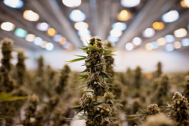 Nearly matured medical marijuana plants grow in a climate controlled growing room in an Ontario facility.