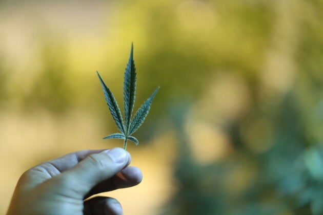 A marijuana leaf is displayed for a photograph at a Bonify grow facility in Winnipeg on July 12, 2017.