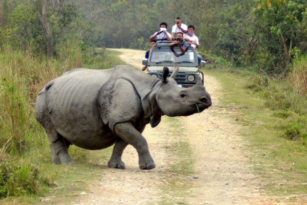 Tourists click pictures of a Rhino crossing a road during a Jeep Safari in Kaziranga National Park on World Wildlife Day on March 3, 2015 in Assam, India.