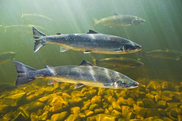 Atlantic Salmon.