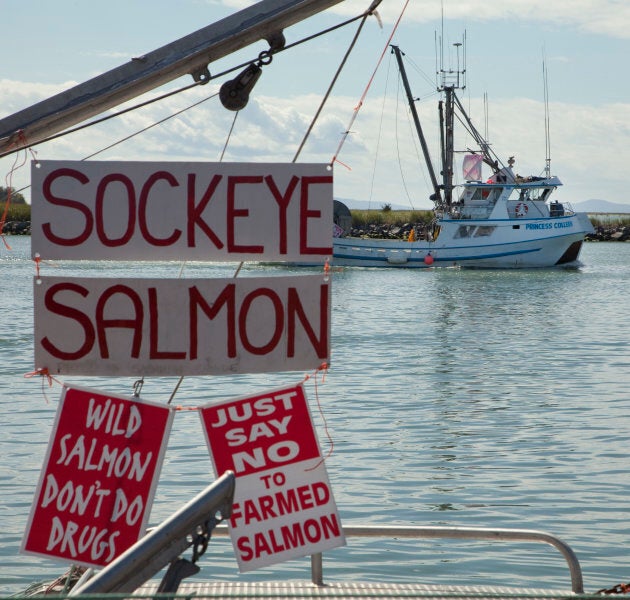 A fishing boat heads to the mouth of the Fraser River as signs hang from a docked boat in Steveston, B.C.