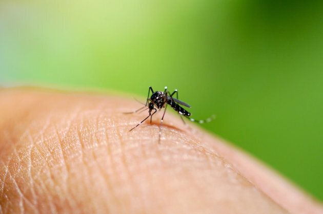 Mosquitoes carry a host of viruses.