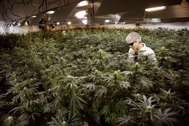 Master Grower Ryan Douglas waters marijuana plants in a growing room at Tweed Marijuana Inc in Smith's Falls, Ontario, February 20, 2014.