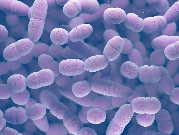 Streptococcus pneumoniae, or pneumococcus, is a gram-positive bacteria responsible for many types of pneumococcal infections.