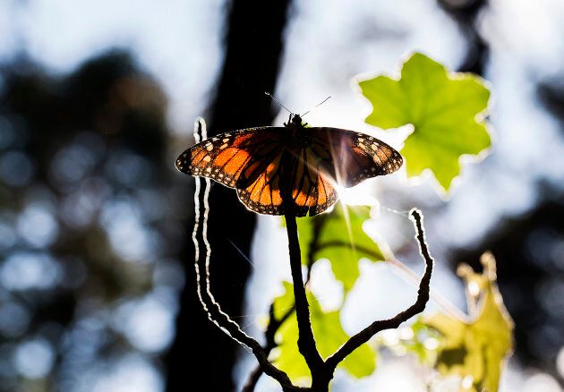 A monarch butterfly is pictured at the oyamel fir forest in Ocampo, Michoacan State in Mexico, where millions arrive each year to breed after travelling more than 4,500 kilometres from the United States and Canada.