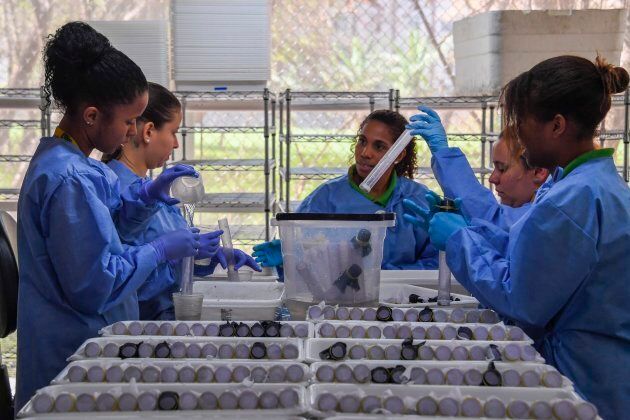 Brazilian biologists handle mosquitoes larvae at the Fiocruz Institute in Rio de Janeiro, before releasing Aedes aegypti mosquitoes infected with a bacteria that prevents them from spreading dengue, zika and chicungunya, on August 29, 2017. (APU GOMES/AFP/Getty Images)