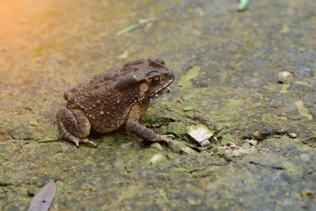 No, you can't get warts from toads.