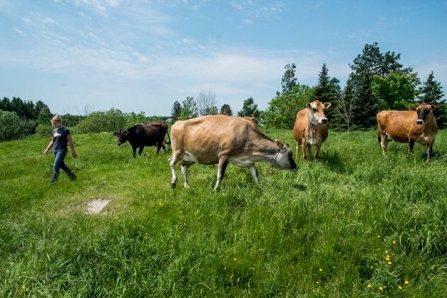 Farmer Connie McLellan takes care of Rudy Ducreux's herd of cattle.