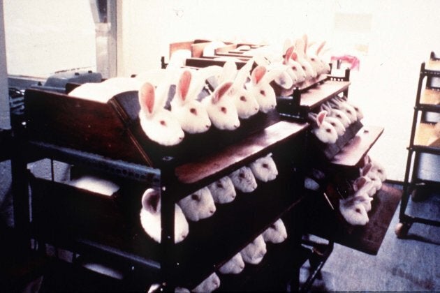 Undated file photo of rabbits being held in stocks during eye irritancy tests for cosmetics.