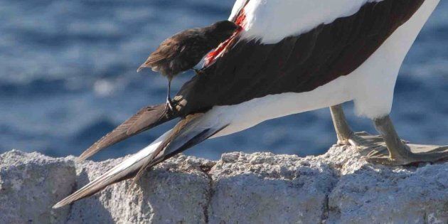 In this Nov. 3, 2015 photo, a vampire finch feeds on the blood from a Nazca booby, at Wolf Island, Galapagos Island, Ecuador.