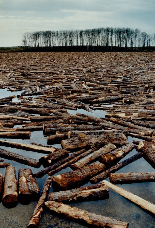 A log jam in Spruce Falls, Ont., destined for the mill in Kapuskasing.