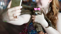 Resist The Temptation To Take A Cruel Wildlife