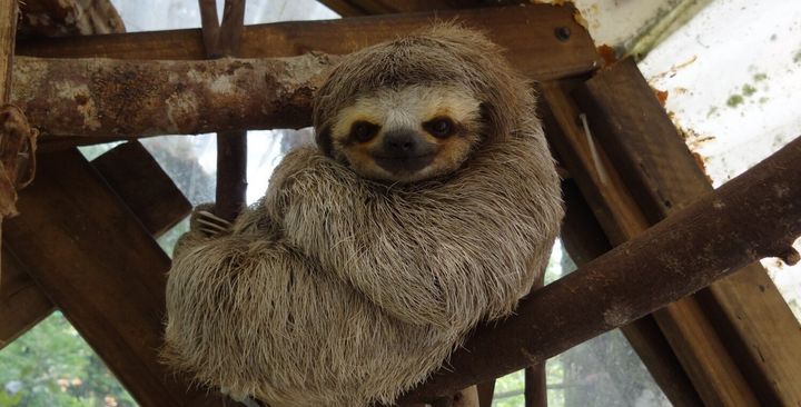 A three-toed sloth named "Lucky" at AIUNAU sanctuary in Colombia.