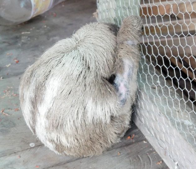Sloth clinging to cage.