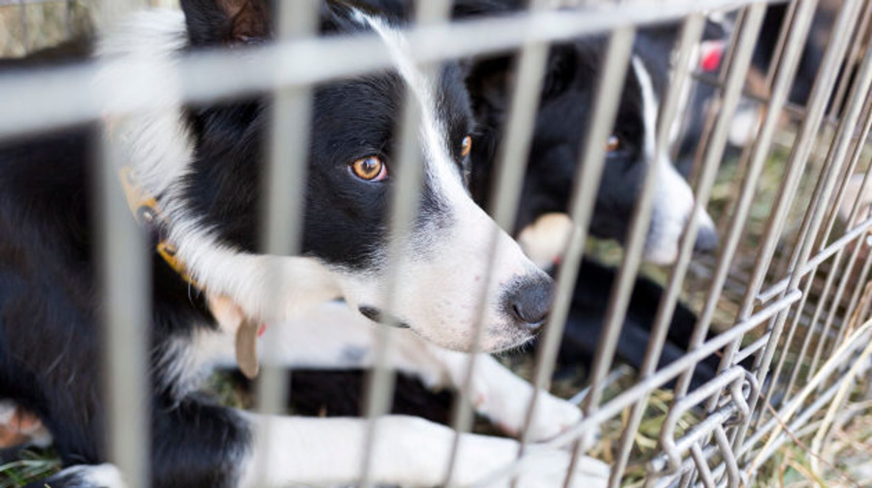 Shelter Animals Should Never End Up In Research Labs | HuffPost News