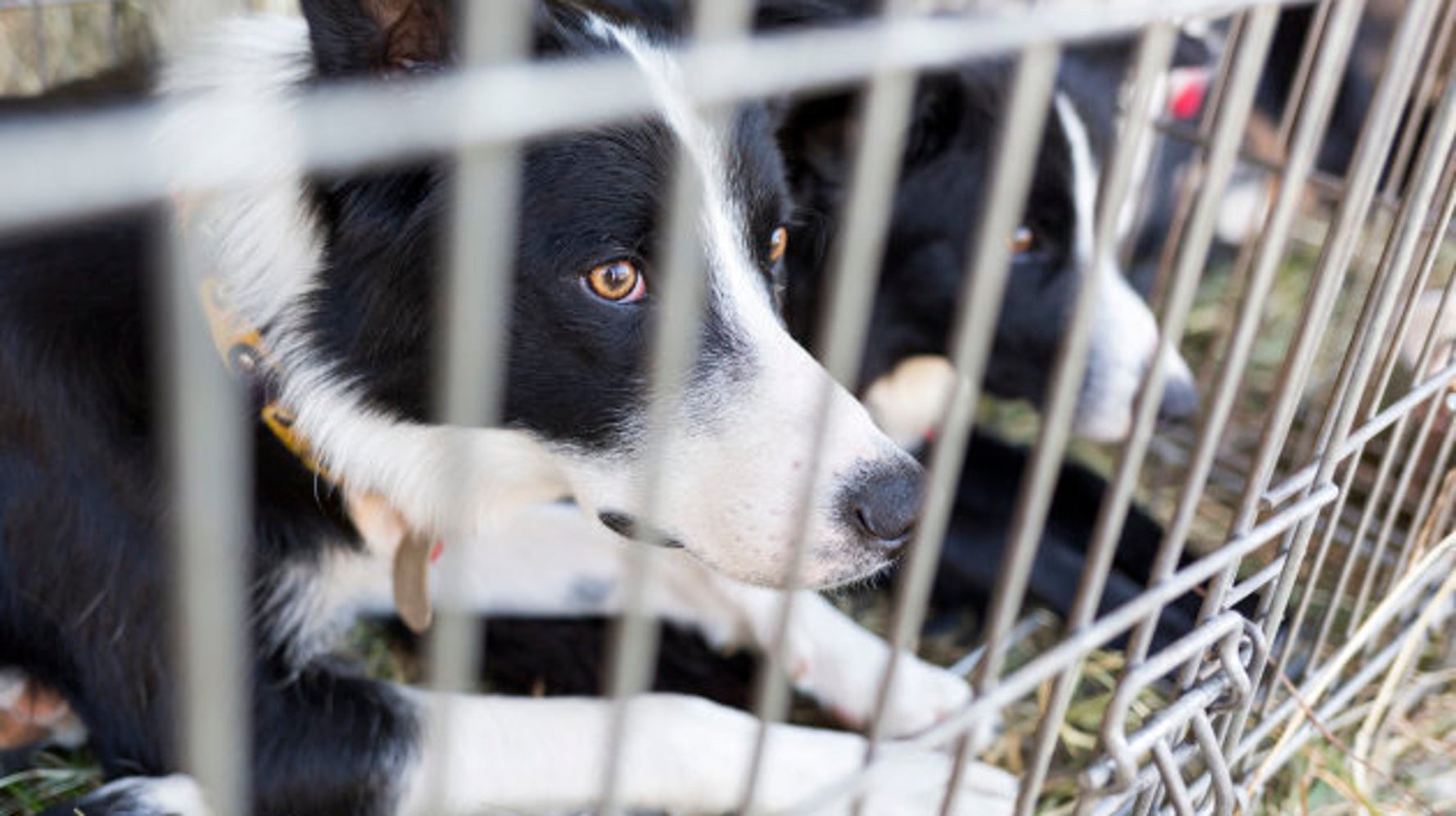 Shelter Animals Should Never End Up In Research Labs | HuffPost News Shelter Animals Should Never End Up In Research Labs | HuffPost News