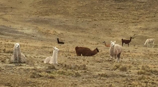 Llamas roaming free in the high Andes.