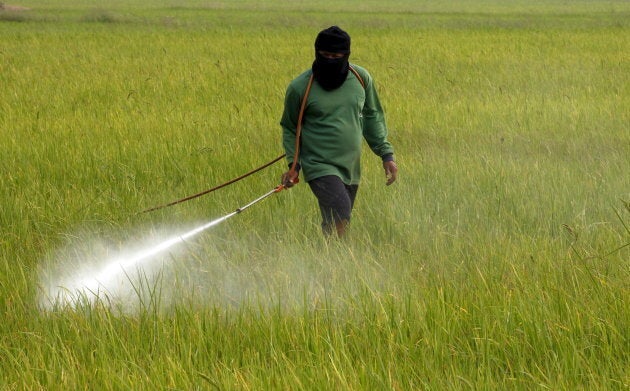 A farmer sprays pesticide over a rice field in Nakhonsawan province, north of Bangkok, Thailand, Feb. 21, 2016.