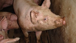 Manitoba's Pigs And People Will Pay If The Province Relaxes