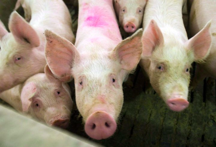 Pigs are seen in this file photo from April 2009.
