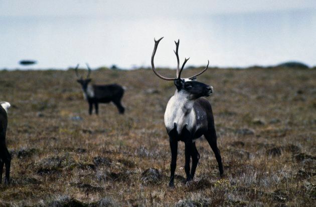 Adult male woodland caribou in the Yukon.