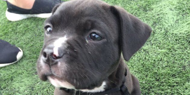Surrey, B.C. RCMP shared a photo of Tank, a puppy they say was stolen from a woman who was trying to sell it to two men.