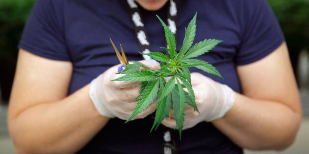 Section grower Morgan Blenk inspects a marijuana plant clone before planting it at Tweed Marijuana Inc. in Smith's Falls, Ont., March 19, 2014.