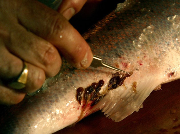 A scientist removing a specimen of sea lice from a wild salmon captured at Strathy salmon netting station in Sutherland, Scotland.