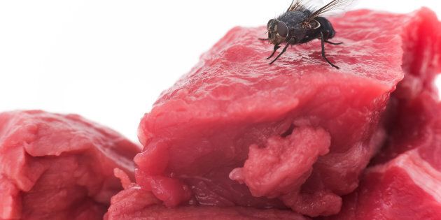 A joint study published in Scientific Reports this November found that flies are carrying more bacteria and harmful diseases than we initially thought.