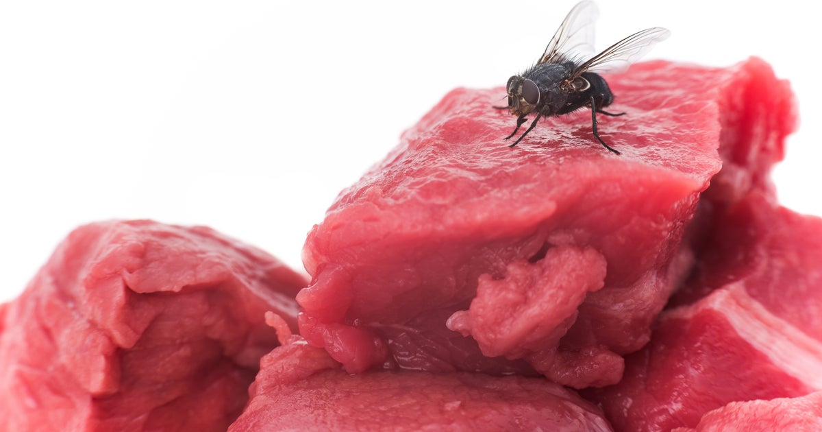 Common Flies Carry Far More Bacteria, Diseases Than Previously Thought