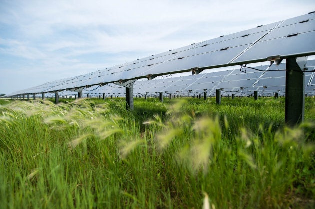 Solar panels stand at a solar farm in Sarnia, Ont.