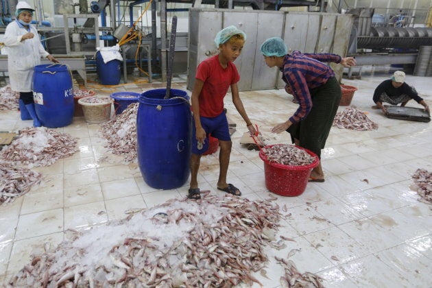 A boy works at a seafood export factory in Myanmar on Feb. 19, 2016.