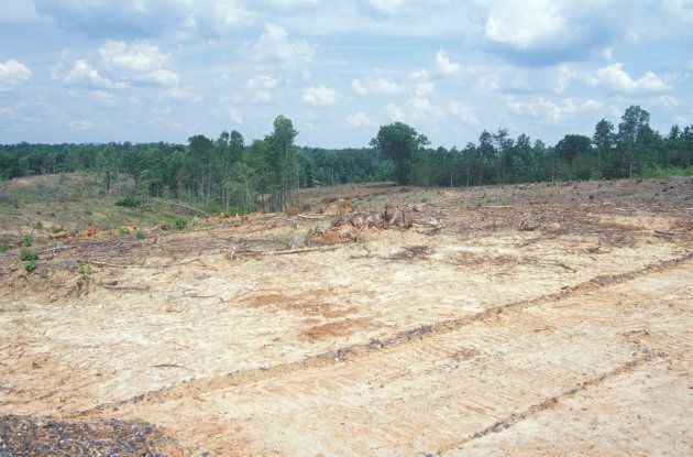 The results of clear cut logging in the Blue Ridge Mountains of Virginia.