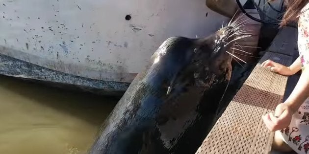 A screengrab of a video that Michael Fujiwara uploaded to YouTube in May shows a sea lion dragging a girl into the water in Richmond, B.C.