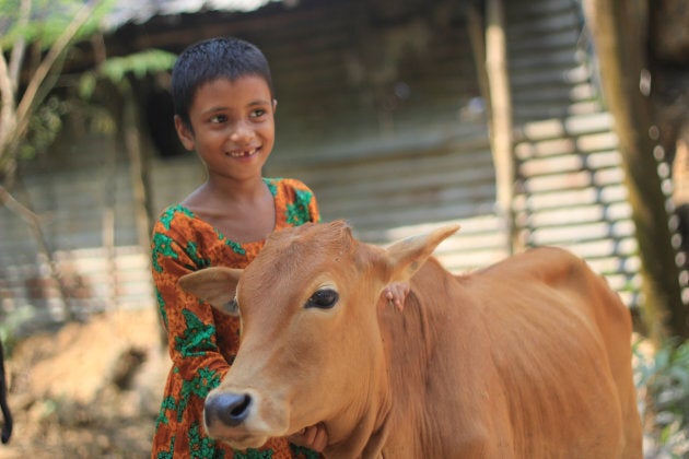 One cow can change a child's life, producing up to 20 cups full of protein-rich milk every day. This means yogurt, cheese and butter to sell at the market, paying for things like schooling and medicine. And one cow can produce a whole herd of calves in her lifetime!