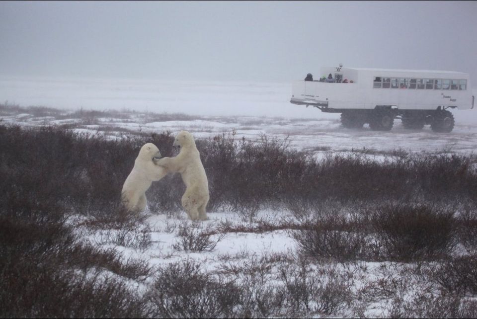 Polar bears sparring near guests in a Tundra Buggy