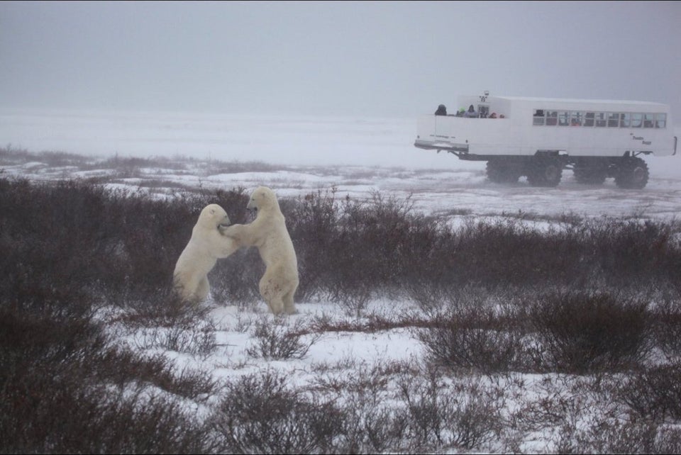 Polar Bears are Eating Dolphins, Probably Thanks to Climate Change, Smart  News