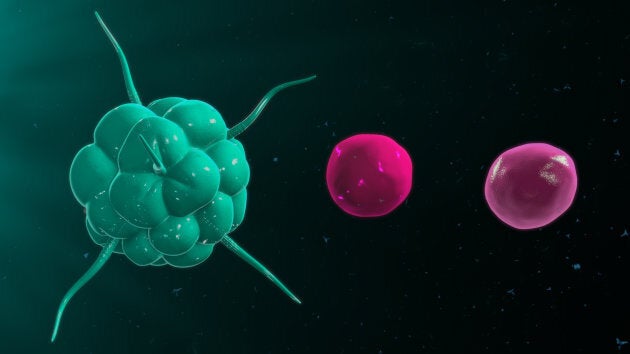 A T cell, left. The immune system protects the body from possibly harmful substances by recognizing and responding to antigens. Antigens are substances (usually proteins) on the surface of cells, viruses, fungi or bacteria.