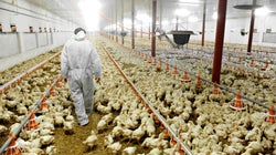 Keep The Animal Agriculture Industry Out Of The New Food