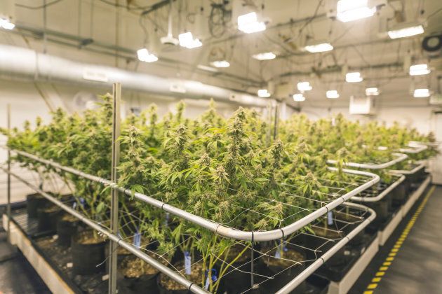 A wide shot of potted cannabis plants under artificial lights in an indoor, commercial grow facility located in Oregon.