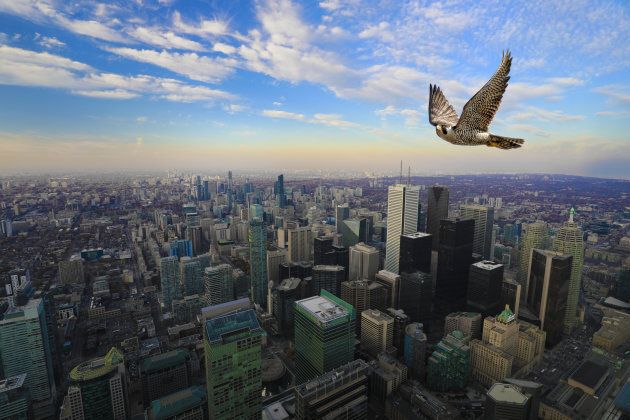 A Peregrine Falcon in flight high over Toronto city center.