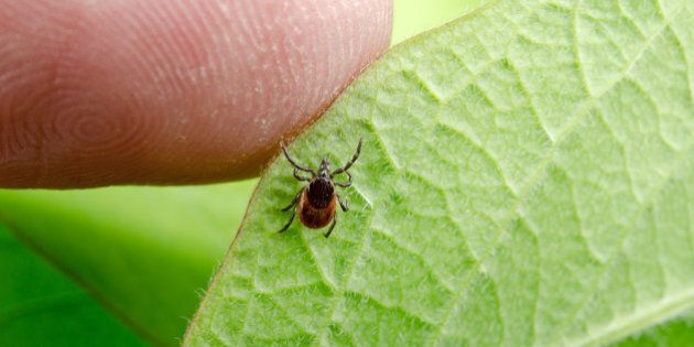 Lyme Disease Symptoms And Other Facts About Ticks Huffpost Life